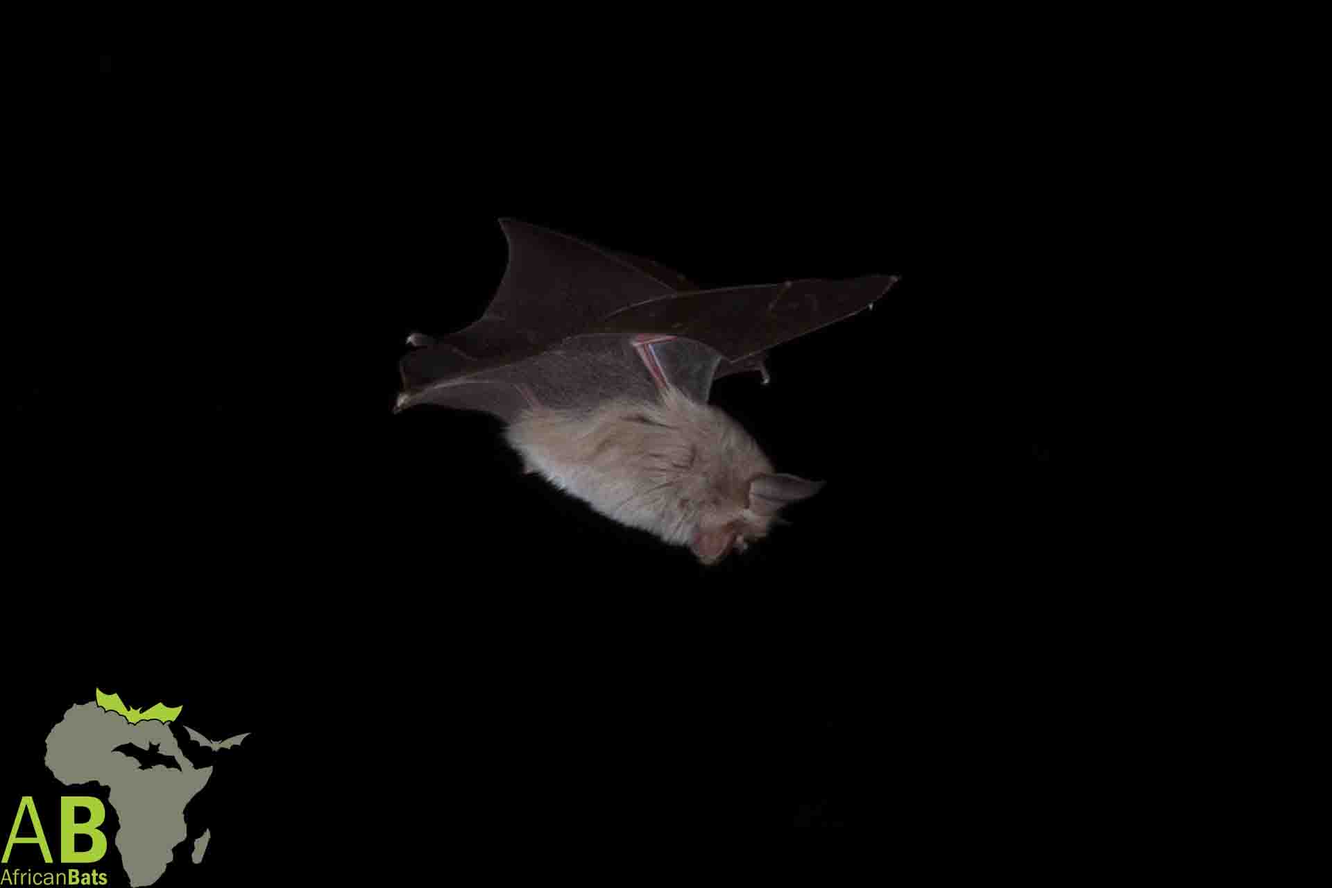 Hoogland Bats - Bushveld Horseshoe