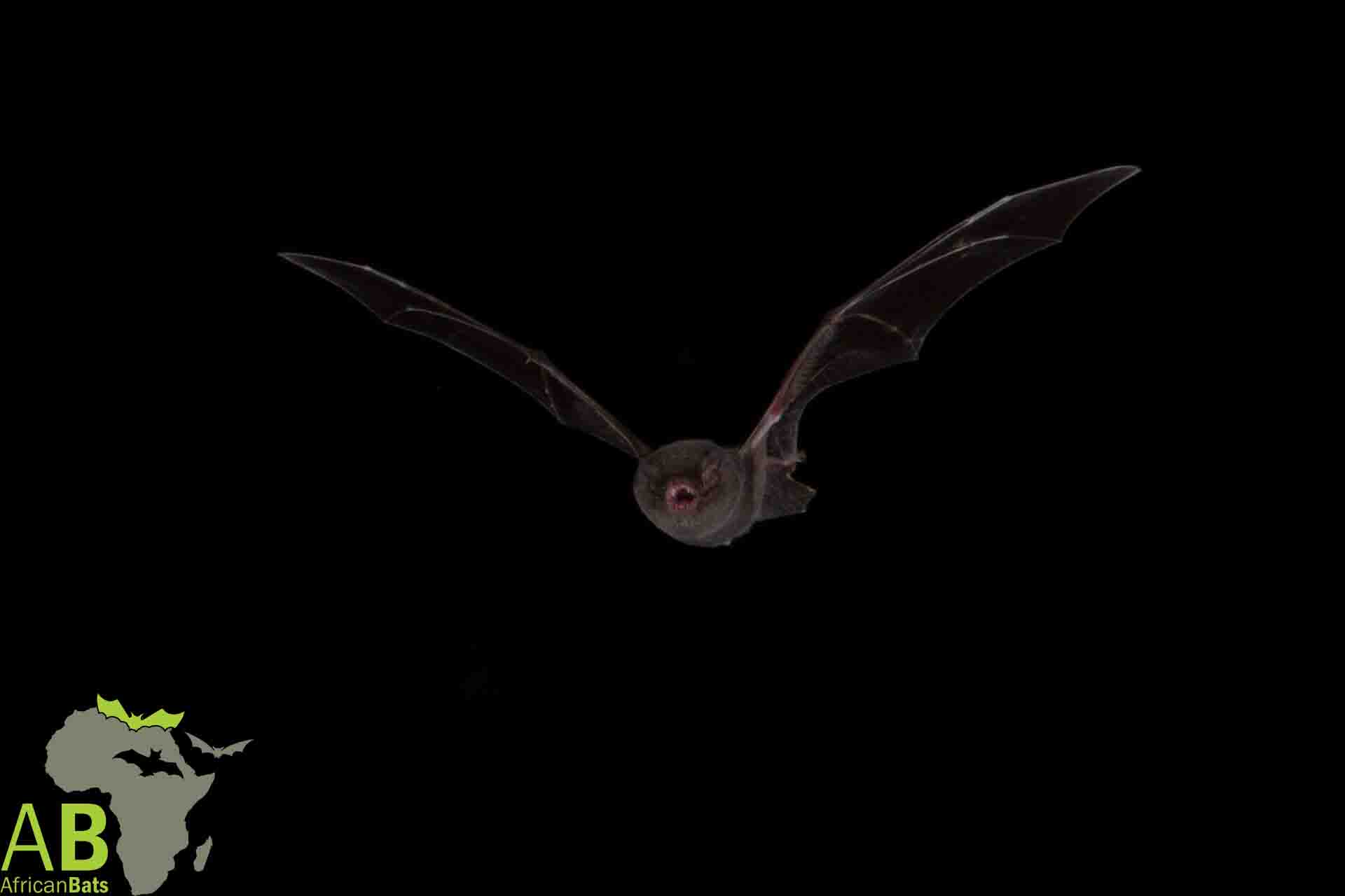 Hoogland Bats - Natal Long Fingered