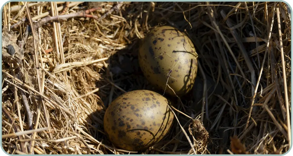 Eggs in a Nest