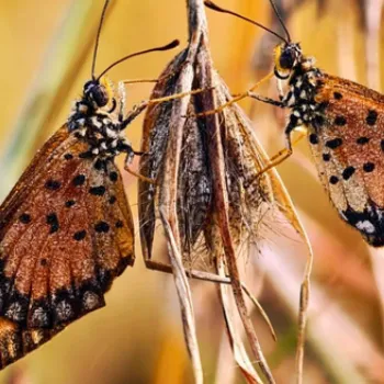 We are powerful because we have survived, and that is what it is all about – survival and growth
